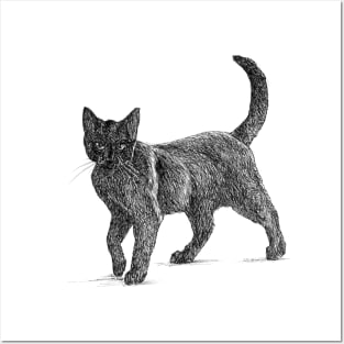 Cat scientific nature black ink pen drawing illustration Posters and Art